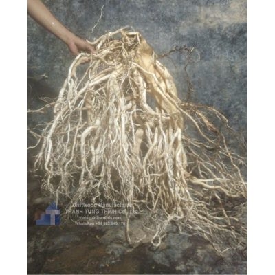 White Forest Root Driftwood