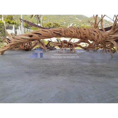 Huge Roots Driftwood