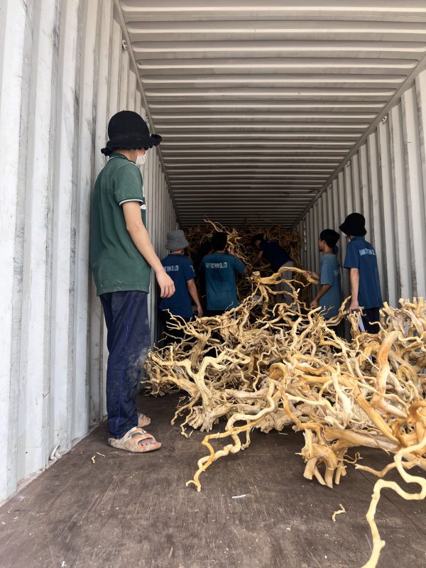 Driftwood is ethically and sustainably harvested