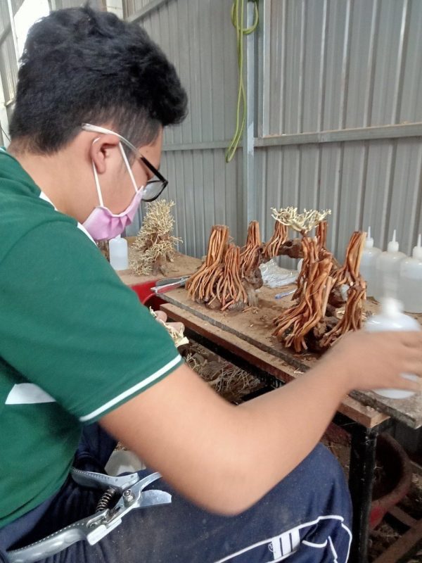 Wholesale Bonsai Driftwood 