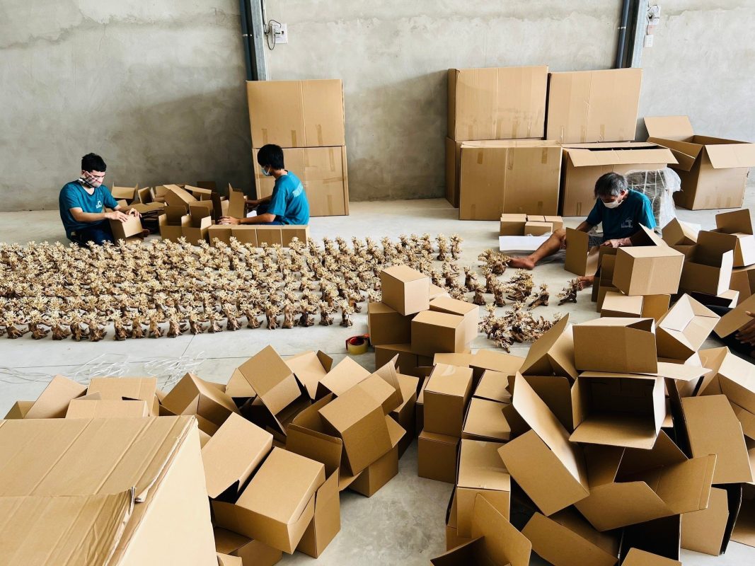 Carefully pack bonsai driftwood to prevent damage from transit