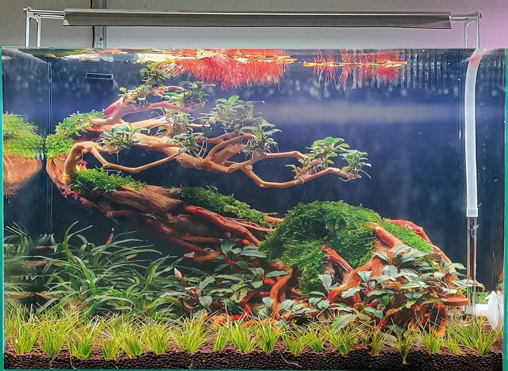 Bonsai driftwood centerpiece in the aquarium