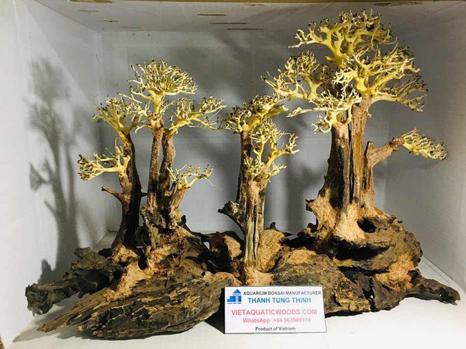 Bonsai driftwood is unique, no two pieces are alike