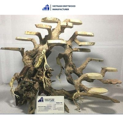 coin-shaped bonsai driftwood