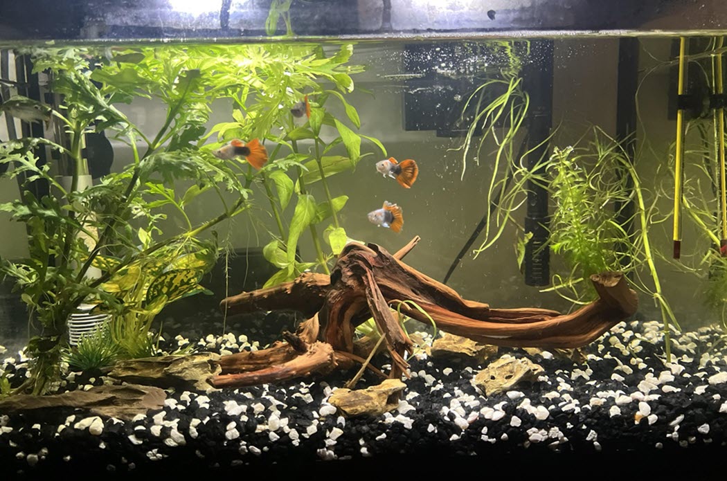 Choose the right type of driftwood for each different species of fish