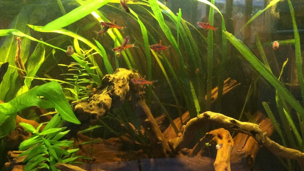 Tanning is a potential issue for some aquarium setups