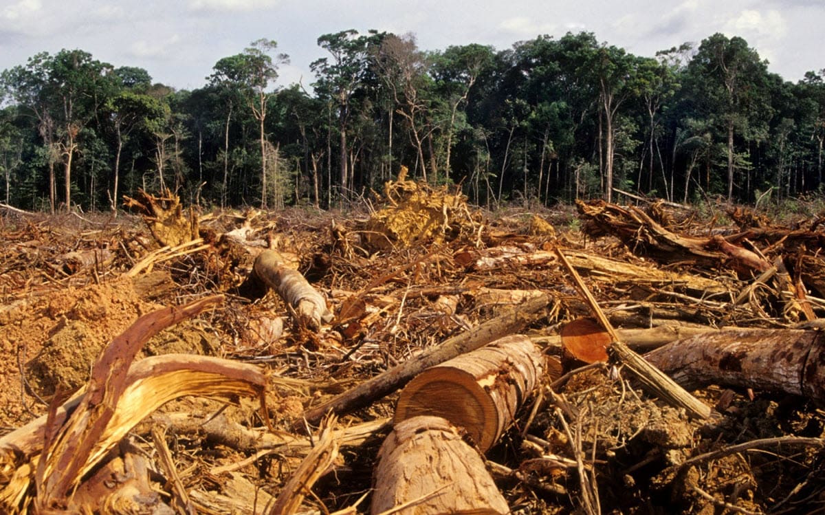 Indiscriminate logging causes deforestation