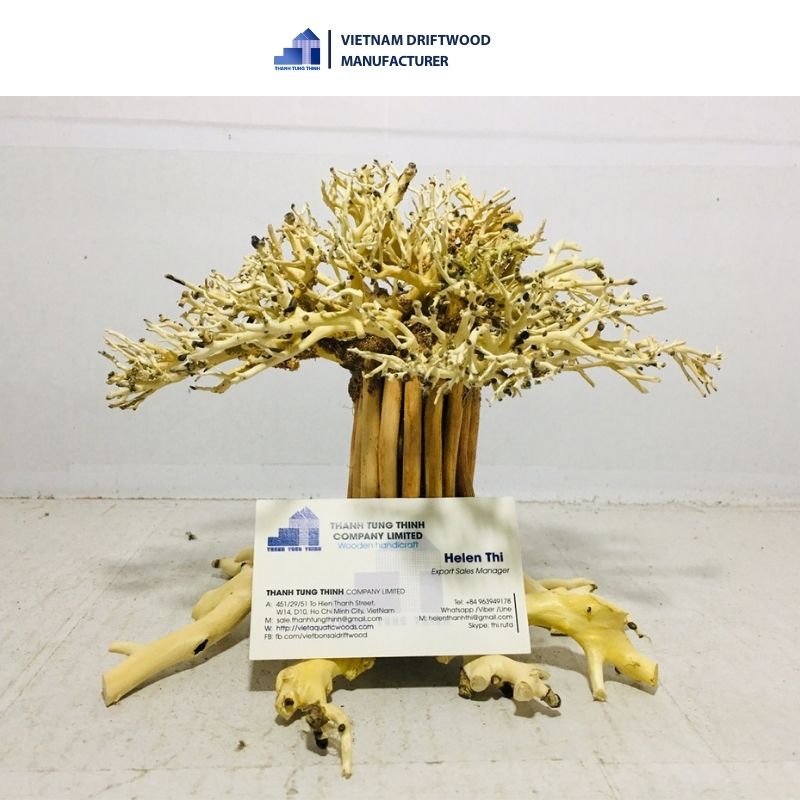 Standing bonsai driftwood aquatic plants