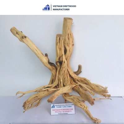 Unique shape Thanh Lieu driftwood