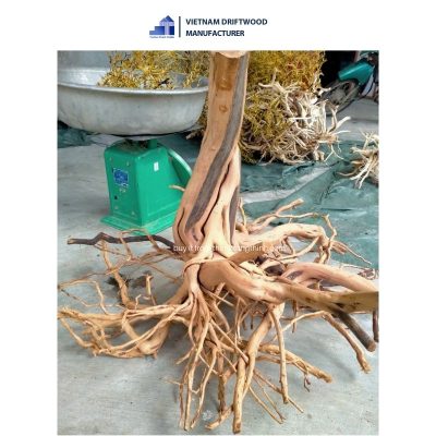 Special Thanh Lieu driftwood for your aquarium