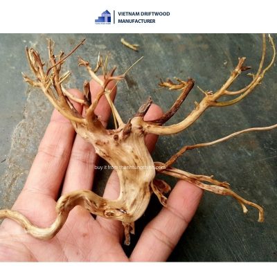 Sa tung natural driftwood for aquarium