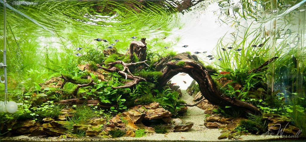 Nature aquarium style