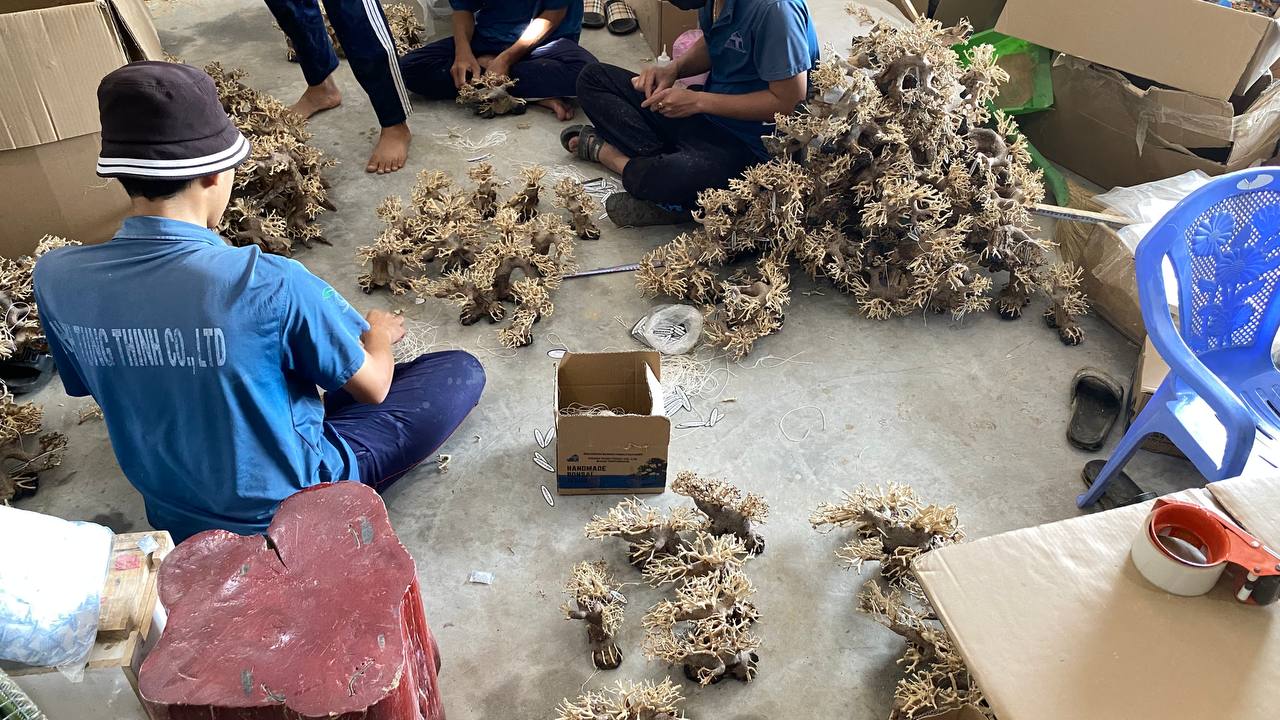 Thanh Tung Thinh is a trusted bonsai driftwood manufacturer from Vietnam