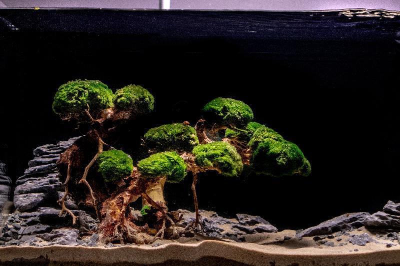 Bonsai driftwood is a centerpiece of aquascaping and terrarium designs