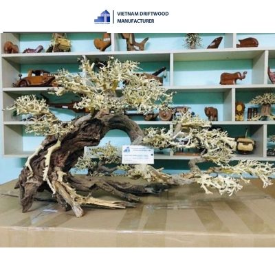right-tilted bonsai driftwood