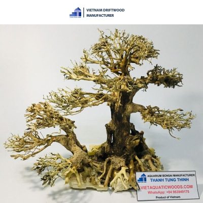 two-trunk bonsai driftwood