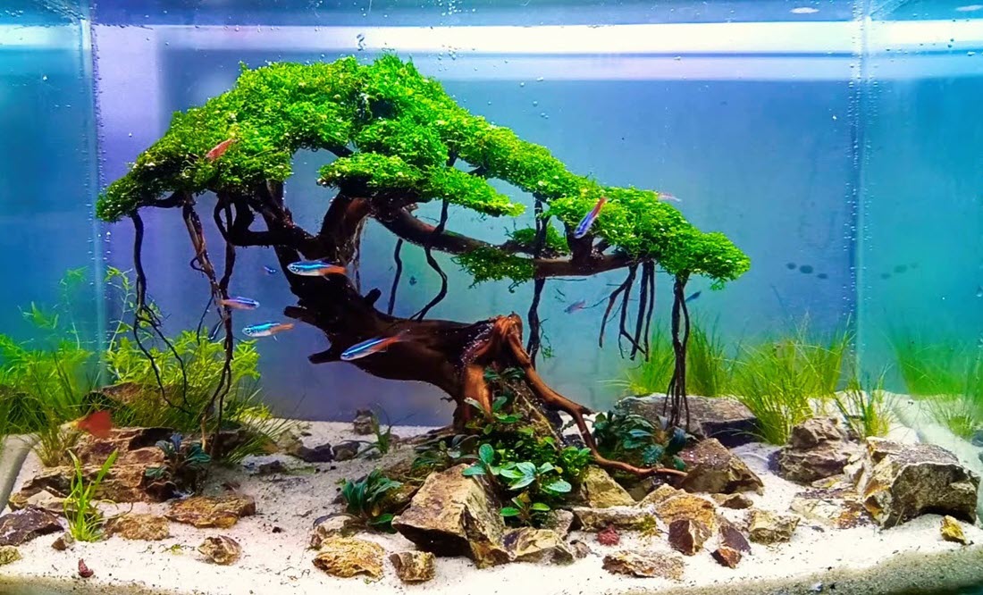 Bonsai driftwood helps aquascapers enhance the design over time