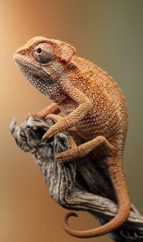 Cameleon