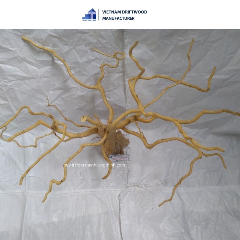 Do quyen driftwood