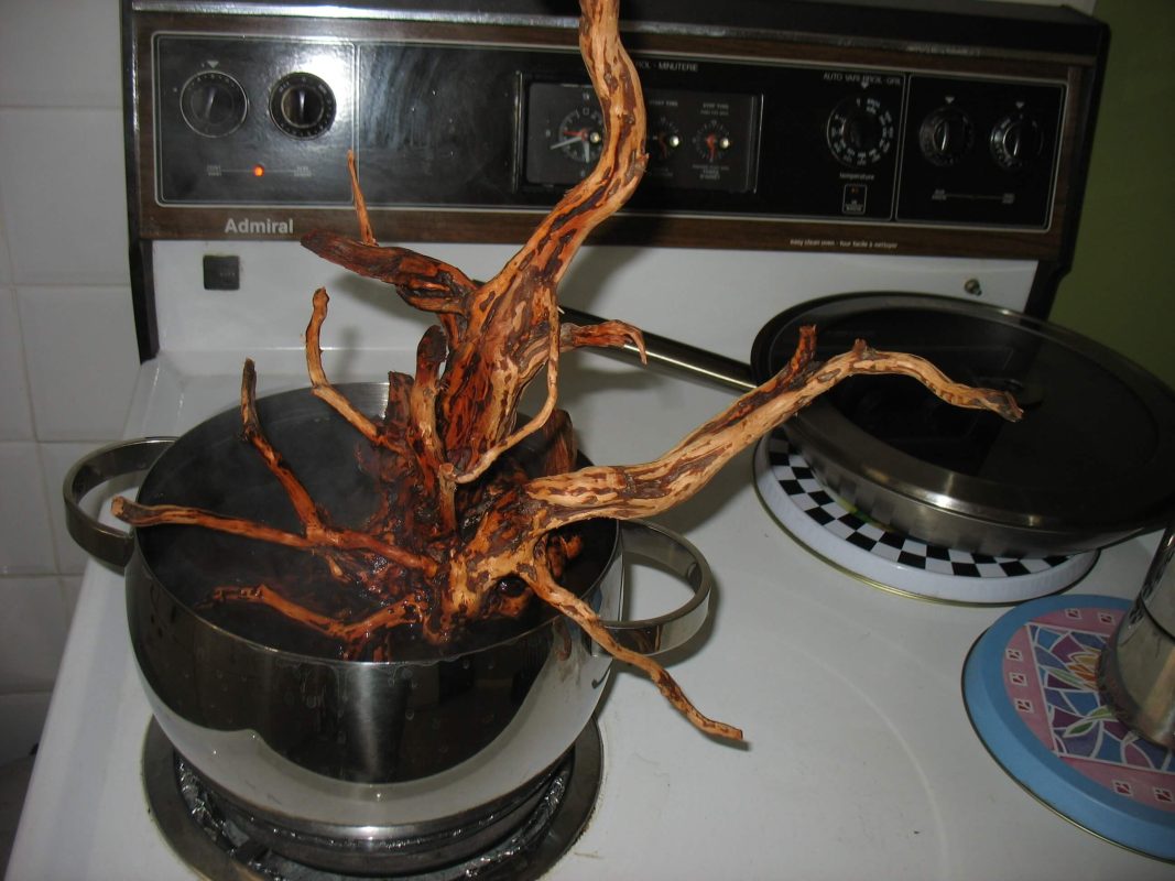 Boiling driftwood for a few hours to eliminate pests