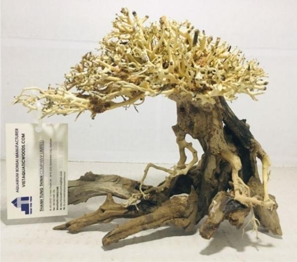 bonsai driftwood 1