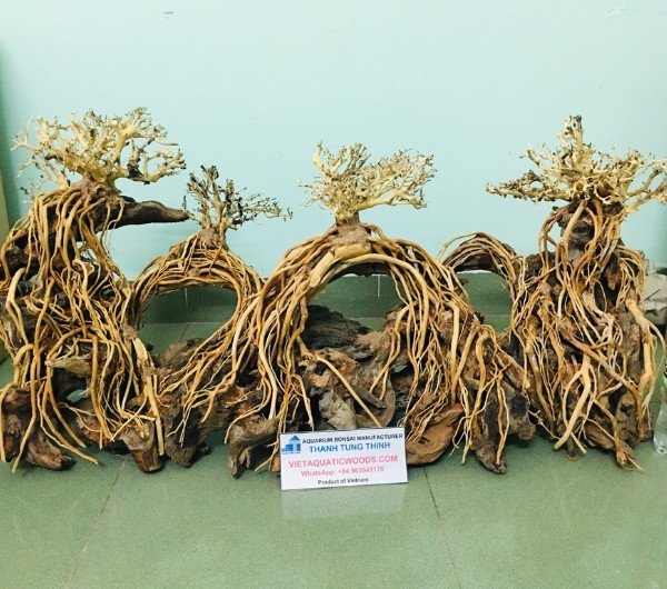 driftwood bonsai