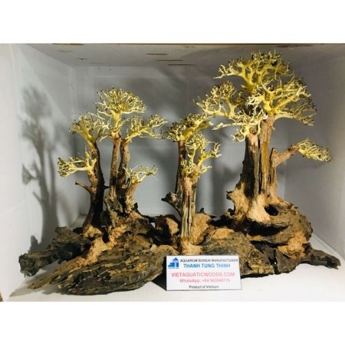 bonsai driftwood dark forest