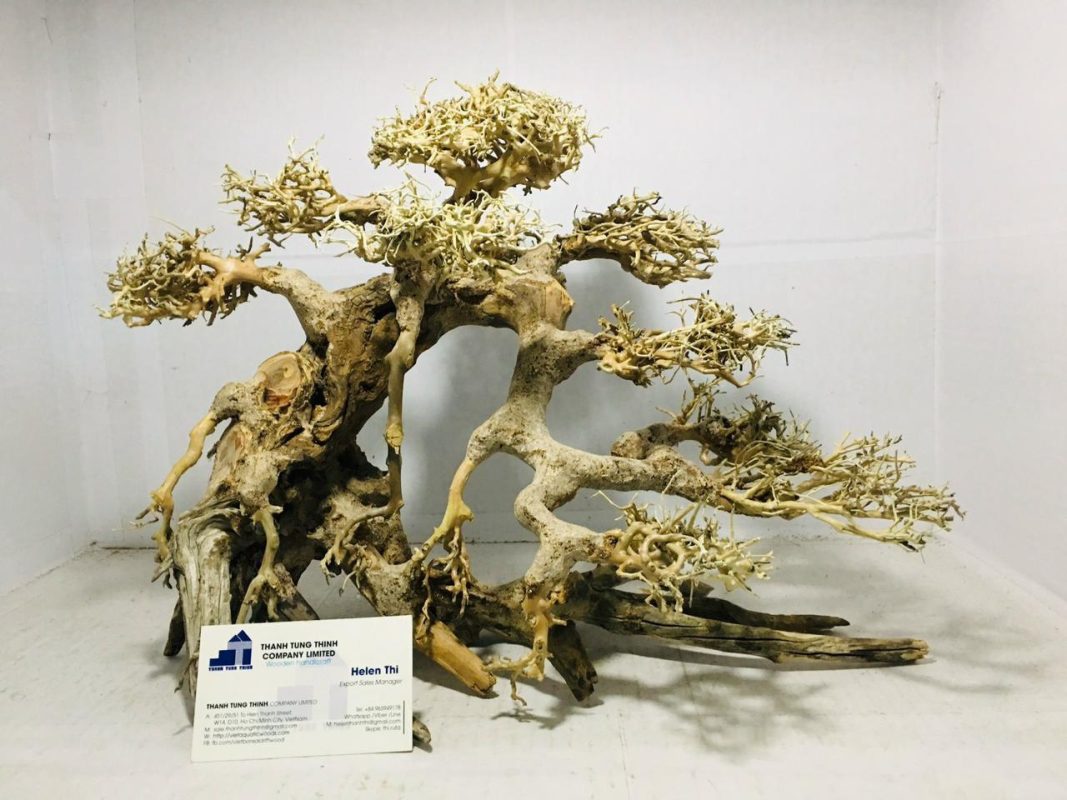 Classic bonsai trunk driftwood