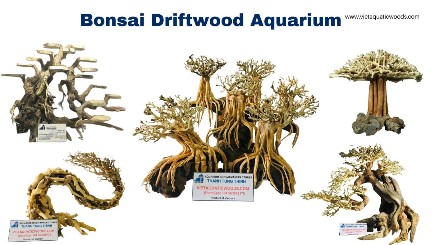 Offer many types of custom bonsai trees to meet all customers needs