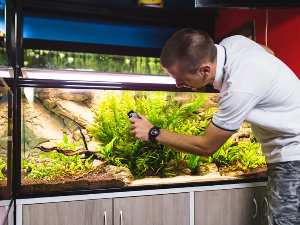 Regularly clean and mantain bonsai driftwood as well as the tanks