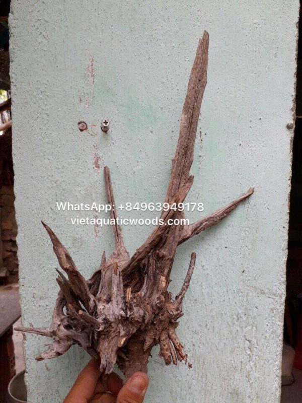 Comnguoi Driftwood Supplier