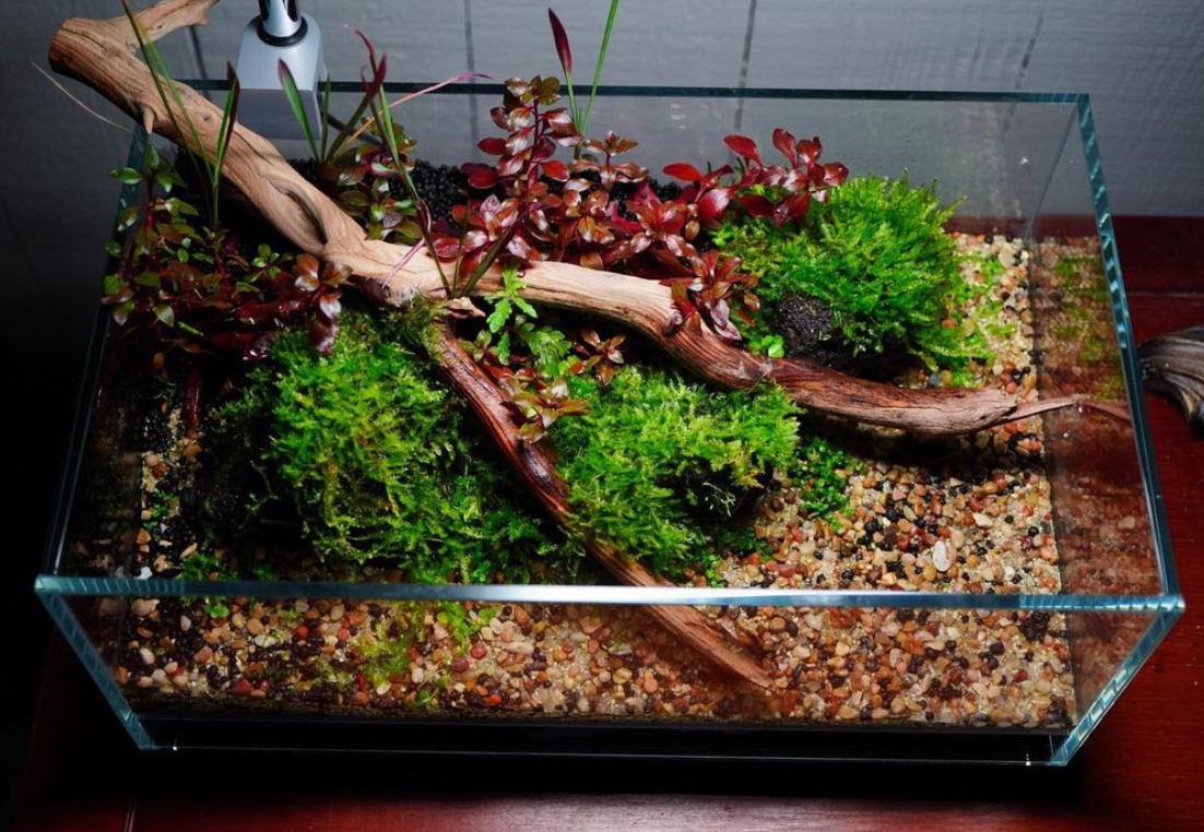 aesthetic appeal of natural driftwood