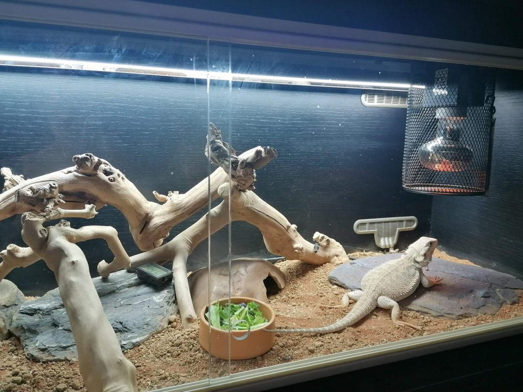 Driftwood is a functional and decorative item in terrariums and aquariums