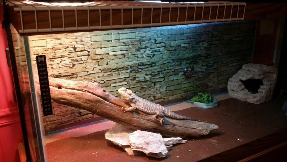 Large driftwood branches offer the strength and surface area