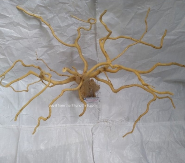 Do Quyen Driftwood Supplier