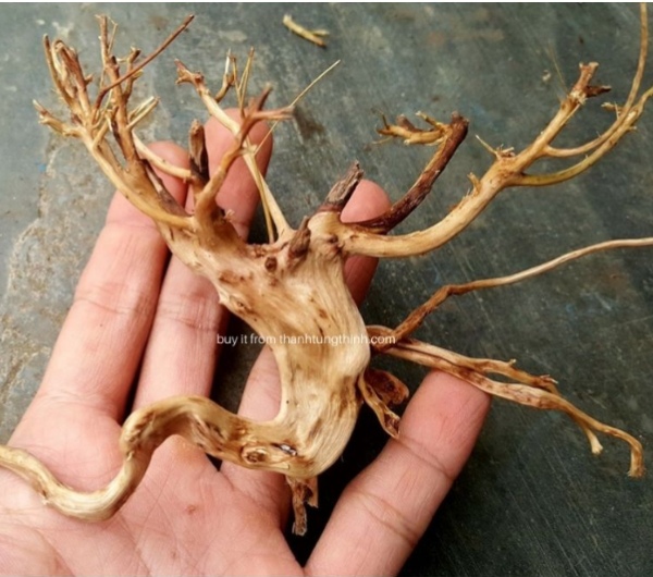 Sa Tung Driftwood Supplier