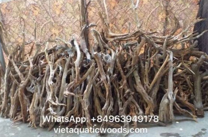 Linh sam driftwood