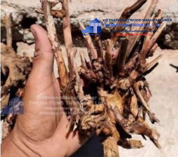 Comnguoi Driftwood Supplier