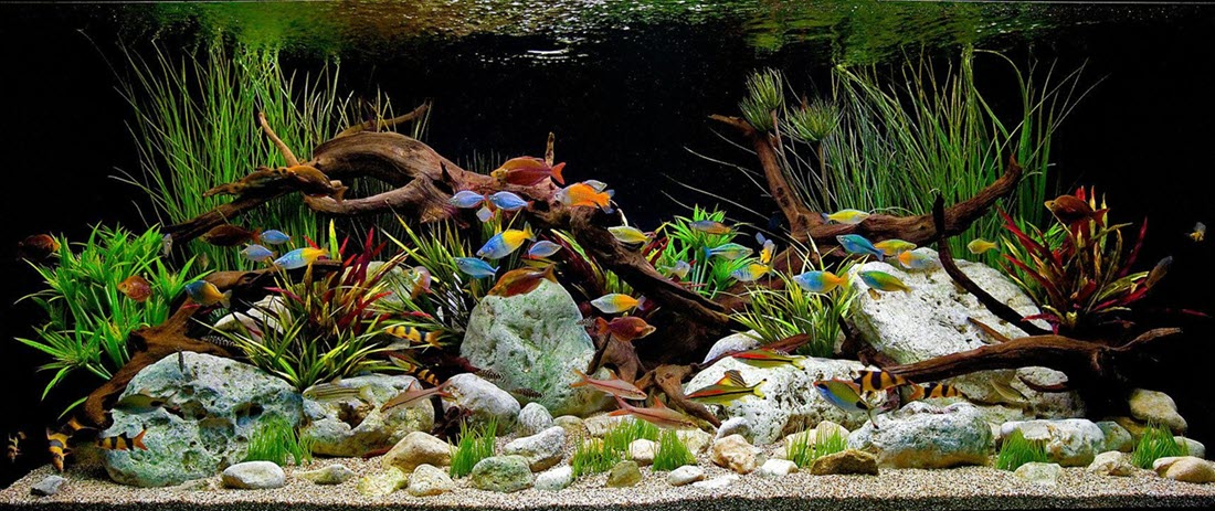 Aquascapers prefer eco-friendly decor