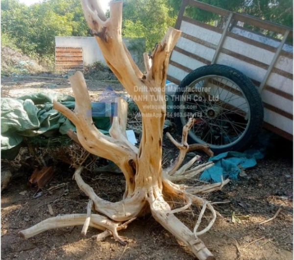 Thanh Lieu Driftwood Supplier