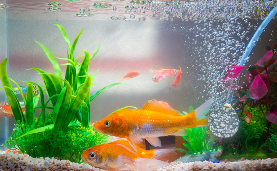  Aquarium Parts And Accessories