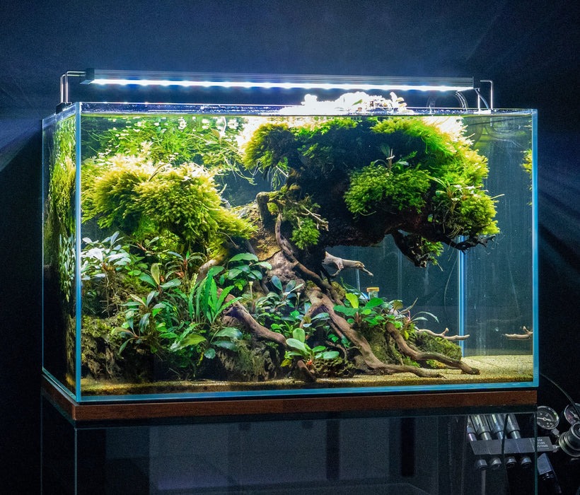 Large bonsai driftwood serves as a striking centerpiece in aquariums and terrariums alike