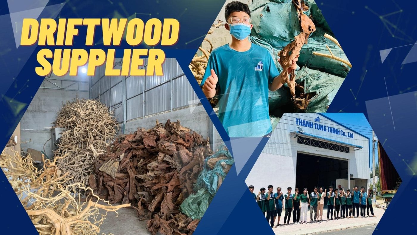 Thanh Tung Thinh is a trusted driftwood supplier in Vietnam