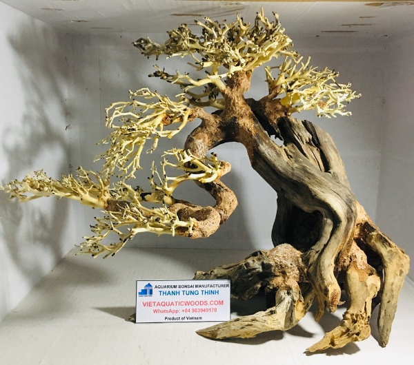 Large and Extra-Large Bonsai Driftwood