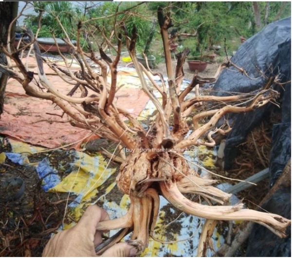 Sa Tung Driftwood Supplier