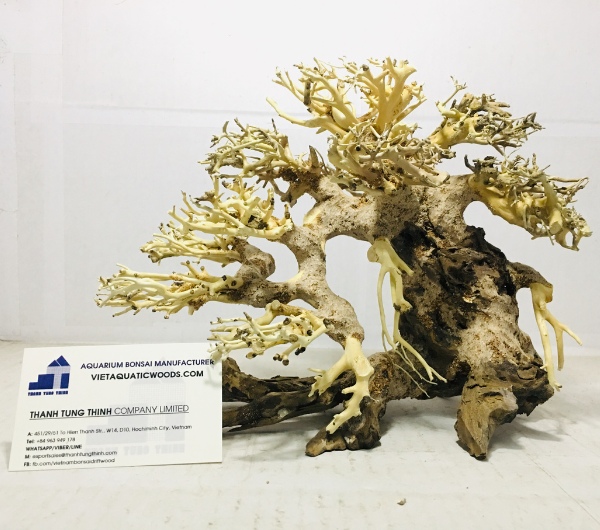 Large and Extra-Large Bonsai Driftwood