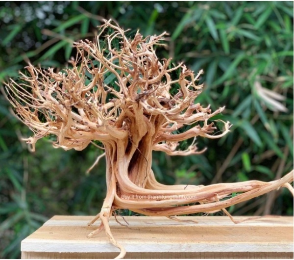 Sa Tung Driftwood Supplier