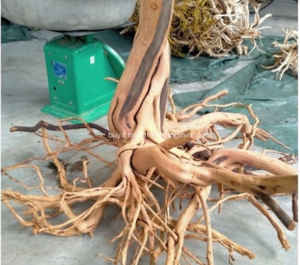 Thanh Lieu Driftwood Supplier