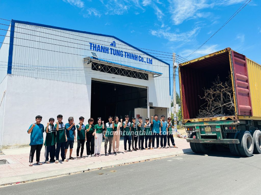 Thanh Tung Thinh is a leading driftwood products supplier from Vietnam