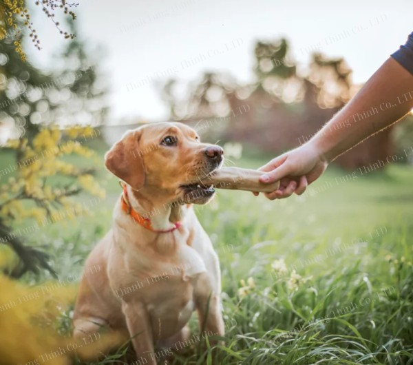 Introduce coffee wood chew to puppies over three months old
